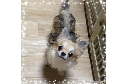 販売中のチワワ(ロングコート)の親犬