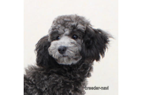 販売中のトイプードルの親犬