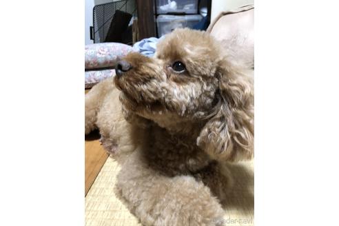 販売中のトイプードルの親犬