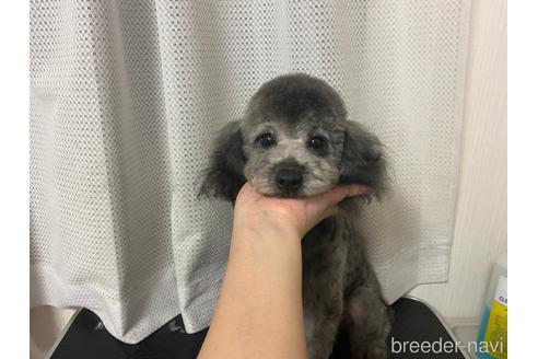 販売中のタイニープードルの親犬