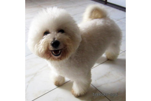 販売中のビションフリーゼの親犬