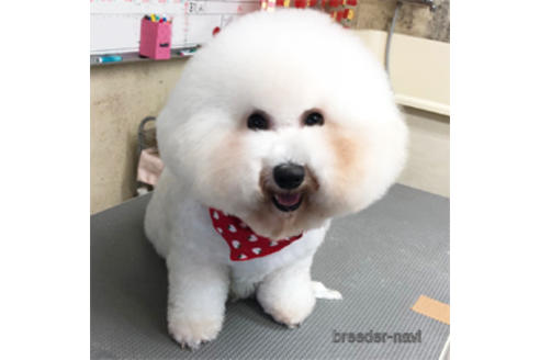 販売中のビションフリーゼの親犬