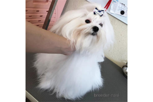 販売中のマルチーズの親犬