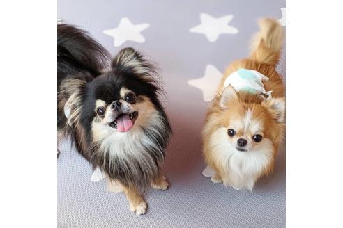 販売中のチワワ(ロングコート)の親犬