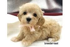 ♀︎マルプー:マルチーズ×トイプードル