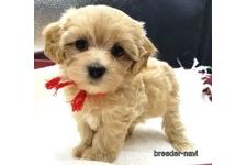 ♀︎マルプー:マルチーズ×トイプードル