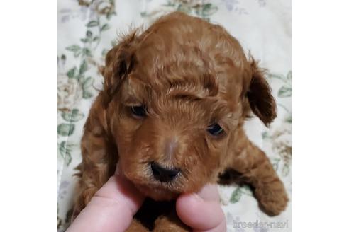 鹿児島県でトイプードルの子犬を探す ブリーダーナビ 鹿児島県でトイプードルの子犬を探す ブリーダーナビ