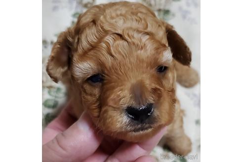 鹿児島県でトイプードルの子犬を探す ブリーダーナビ 鹿児島県でトイプードルの子犬を探す ブリーダーナビ