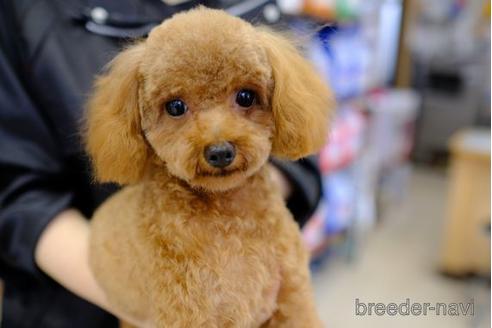 販売中のトイプードルの親犬