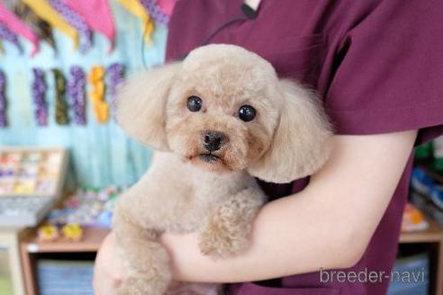 販売中のトイプードルの親犬