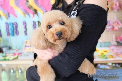 販売中のトイプードルの親犬