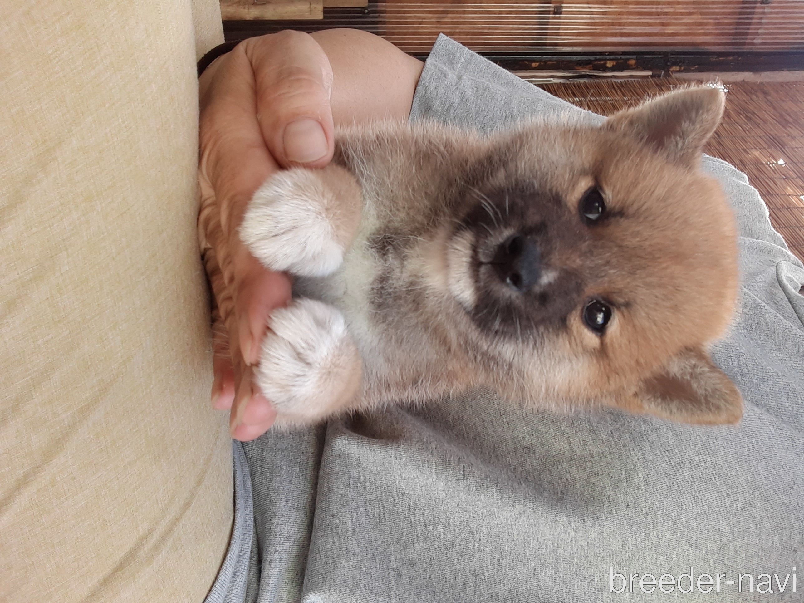 小野ブリーダー