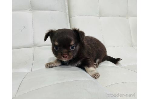 チョコタンのロングコートチワワの子犬を探す ブリーダーナビ