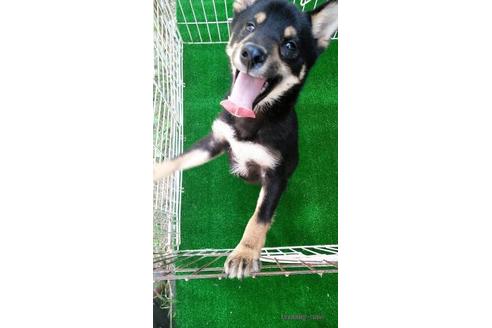 宮崎県で柴犬の子犬を探す ブリーダーナビ 宮崎県で柴犬の子犬を探す ブリーダーナビ