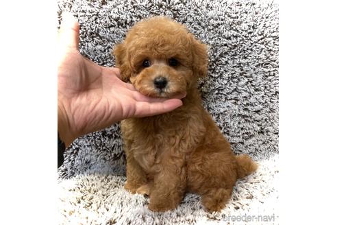 鹿児島県でトイプードルの子犬を探す ブリーダーナビ