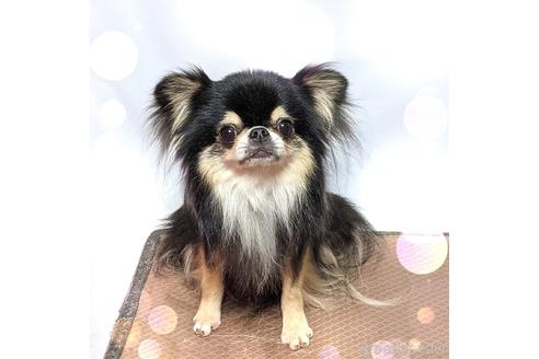 販売中のチワワ(ロングコート)の親犬