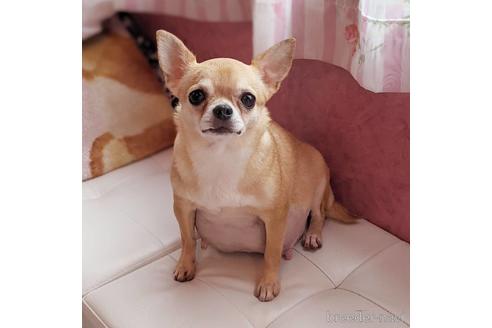 販売中のチワワ(ロングコート)の親犬