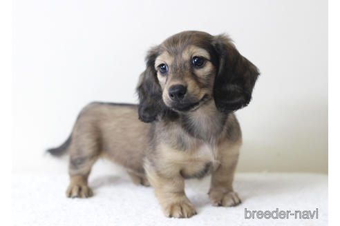 兵庫県のカニンヘンダックスフンド ロングヘアード 女の子 21 06 14生まれ シェーデッドイエロー 子犬id ブリーダーナビ