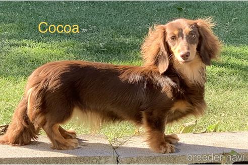 販売中のカニンヘンダックスフンド(ロングヘアード)の親犬