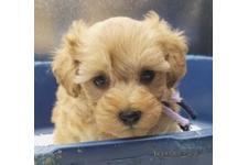 ♀︎マルプー:マルチーズ×トイプードル