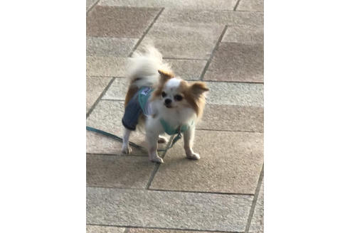 販売中のチワワ(ロングコート)の親犬