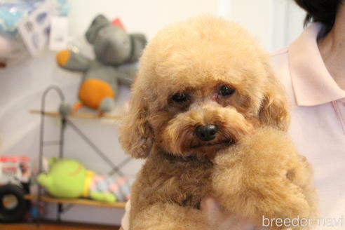 販売中のトイプードルの親犬