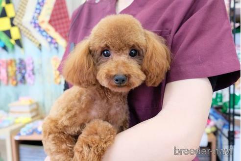 販売中のトイプードルの親犬