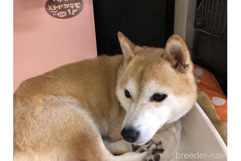 販売中の柴犬の親犬