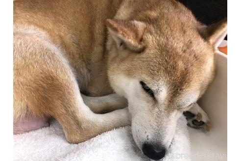 販売中の柴犬の親犬