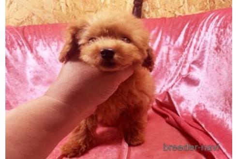 大阪府のティーカッププードル 女の子 21 04 28生まれ 激かわ 極小 Tカップ サイズsssランク予想 レッドの女の子a 子犬id 1407 ブリーダーナビ 大阪府のティーカッププードル 女の子 21 04 28生まれ 激かわ 極小 Tカップ サイズsssランク予想 レッドの女の子a 子犬id 1407 ブリーダーナビ