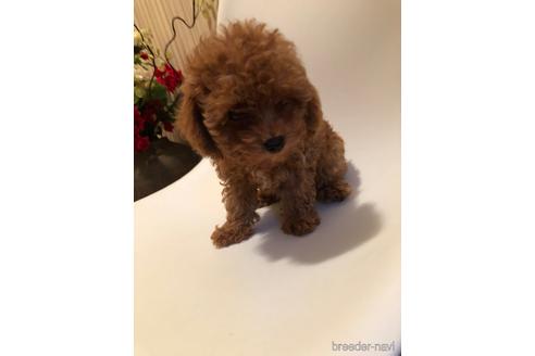 神奈川県のトイプードル 男の子 21 06 19生まれ 小さな男の子です 子犬id ブリーダーナビ