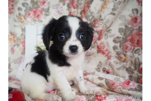 岡山県のミックス犬 女の子 21 06 28生まれ 白黒の柄がとても綺麗なキャバプーチの女の子です 子犬id ブリーダーナビ