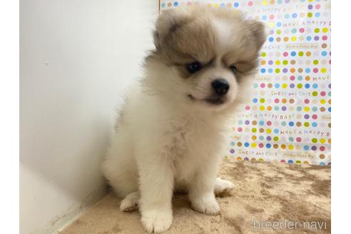 岡山県でポメラニアンの子犬を探す ブリーダーナビ 岡山県でポメラニアンの子犬を探す ブリーダーナビ
