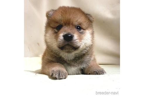 茨城県でミックス犬の子犬を探す ブリーダーナビ 茨城県でミックス犬の子犬を探す ブリーダーナビ