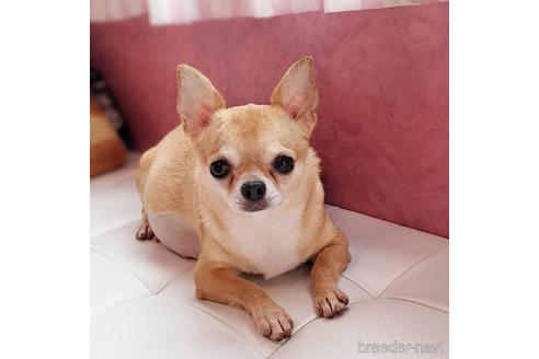 販売中のチワワ(ロングコート)の親犬