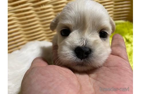 秋田県のミックス犬 男の子 04 22生まれ 特別価格 ぺキマルシー しつけ済子犬販売 抜け毛少なく穏やか 初心者さんにお勧めのわんちゃん 子犬id ブリーダーナビ 秋田県のミックス犬 男の子 04 22生まれ 特別価格 ぺキマルシー しつけ済子犬販売 抜け毛少なく穏やか 初心者さんにお勧めのわんちゃん 子犬id ブリーダーナビ