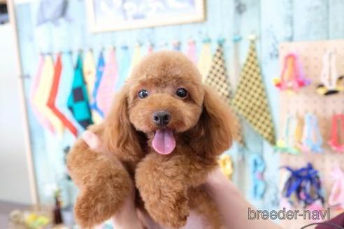 販売中のトイプードルの親犬