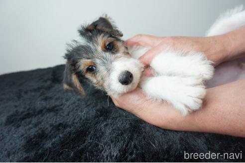 ワイアーフォックステリアの子犬を探す(8ページ目 ワイアーフォックステリアの子犬を探す(8ページ目
