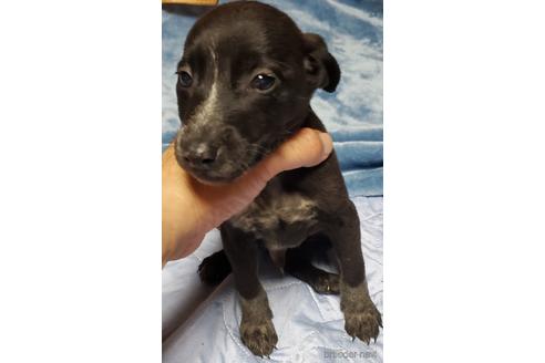 黒白のミックス犬の子犬を探す ブリーダーナビ