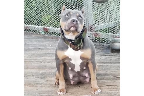 販売中のアメリカンピットブルテリアの親犬