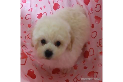 ホワイト 白 のティーカッププードルの子犬を探す ブリーダーナビ