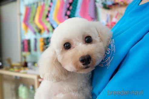 販売中のトイプードルの親犬