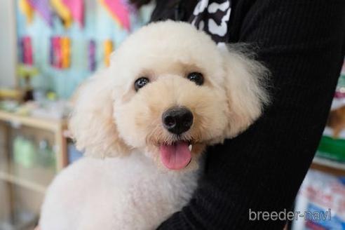 販売中のトイプードルの親犬