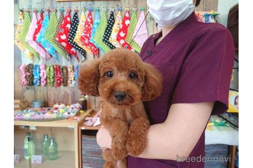 販売中のトイプードルの親犬