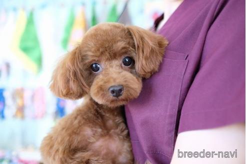 販売中のトイプードルの親犬