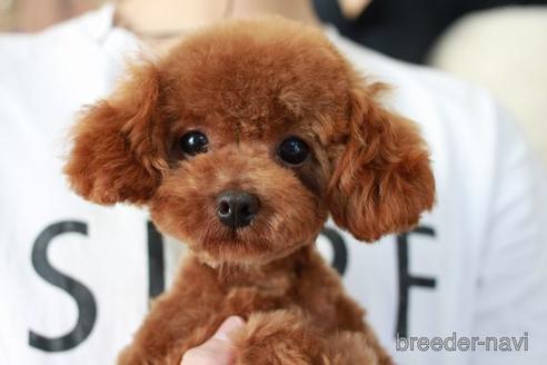 販売中のトイプードルの親犬