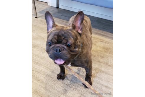 販売中のフレンチブルドッグの親犬