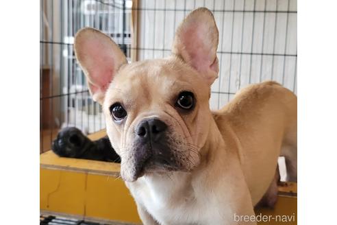 販売中のフレンチブルドッグの親犬