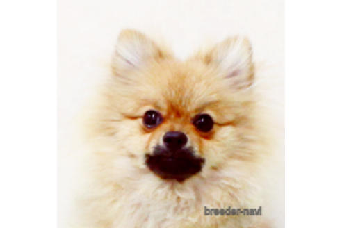 販売中のポメラニアンの親犬