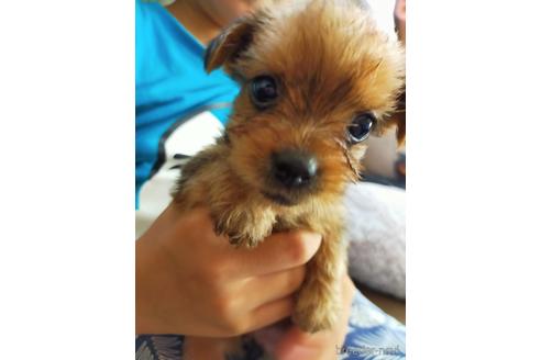 静岡県のミックス犬 女の子 21 07 28生まれ 可愛いマルキー 子犬id ブリーダーナビ 静岡県のミックス犬 女の子 21 07 28生まれ 可愛いマルキー 子犬id ブリーダーナビ